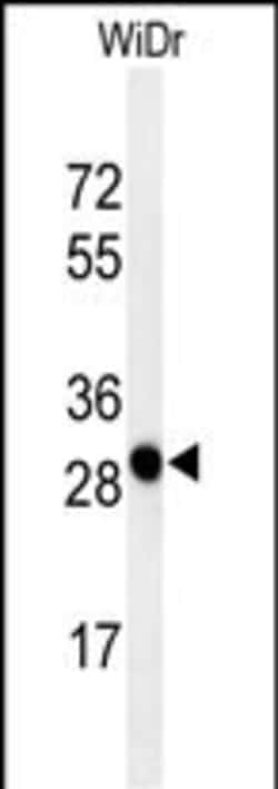 Invitrogen PAQR3 Polyclonal Antibody 400 &mu;L; Unconjugated:Antibodies,