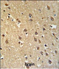 Invitrogen SPRN Polyclonal Antibody 400 &mu;L; Unconjugated:Anticuerpos