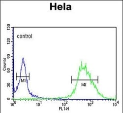 Invitrogen CP054 Polyclonal Antibody 400 &mu;L; Unconjugated:Antibodies,
