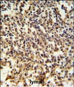 Invitrogen RNaseH2B Polyclonal Antibody 400 &mu;L; Unconjugated:Antibodies,