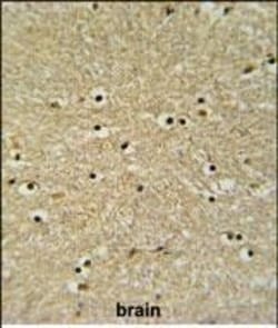 Invitrogen BHLHB5 Polyclonal Antibody 400 &mu;L; Unconjugated:Antibodies,