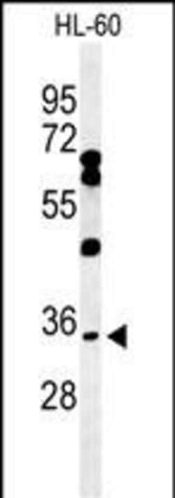 Invitrogen BHLHB5 Polyclonal Antibody 400 &mu;L; Unconjugated:Antibodies,