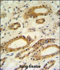 Invitrogen DDO Polyclonal Antibody 400 &mu;L; Unconjugated:Antibodies,