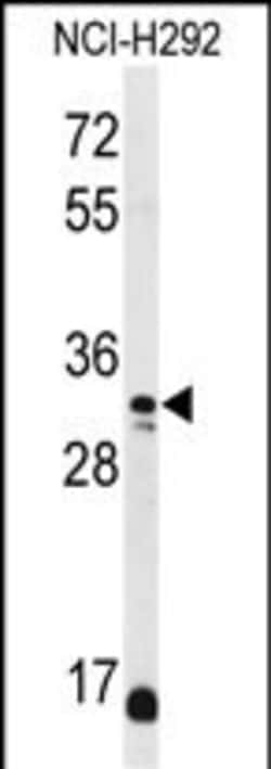 Invitrogen DDO Polyclonal Antibody 400 &mu;L; Unconjugated:Antibodies,