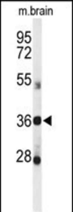 Invitrogen DDO Polyclonal Antibody 400 &mu;L; Unconjugated:Antibodies,