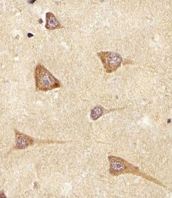 Invitrogen Epiregulin Polyclonal Antibody 400 μL; Unconjugated:Antibodies,