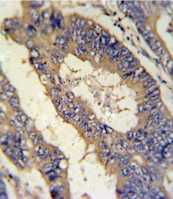 Invitrogen Epiregulin Polyclonal Antibody 400 μL; Unconjugated:Antibodies,