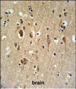 Invitrogen FA2H Polyclonal Antibody 400 &mu;L; Unconjugated:Antibodies,