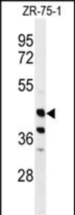 Invitrogen FA2H Polyclonal Antibody 400 &mu;L; Unconjugated:Antibodies,