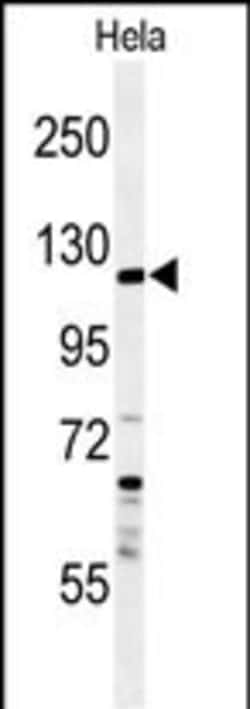 Invitrogen SYTL2 Polyclonal Antibody 400 &mu;L; Unconjugated:Antibodies,