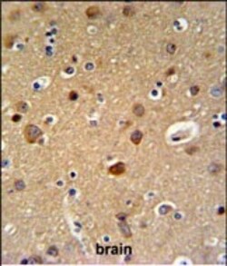 Invitrogen TELO2 Polyclonal Antibody 400 &mu;L; Unconjugated:Antibodies,