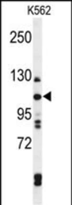 Invitrogen TELO2 Polyclonal Antibody 400 &mu;L; Unconjugated:Antibodies,