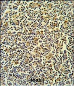 Invitrogen Coronin 6 Polyclonal Antibody 400 &mu;L; Unconjugated:Antibodies,
