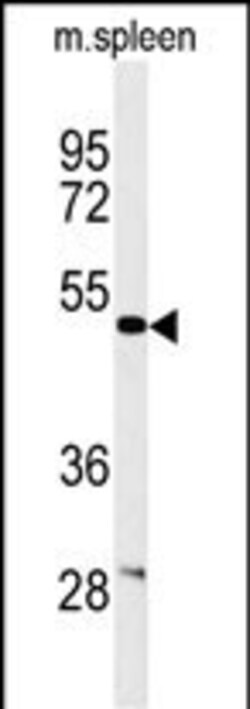 Invitrogen Coronin 6 Polyclonal Antibody 400 &mu;L; Unconjugated:Antibodies,