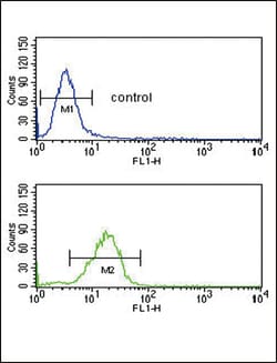 Invitrogen RAGE Polyclonal Antibody 400 &mu;L; Unconjugated:Antibodies,