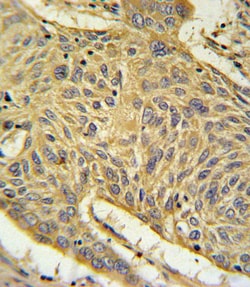 Invitrogen RAGE Polyclonal Antibody 400 &mu;L; Unconjugated:Antibodies,
