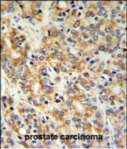 Invitrogen TXNDC12 Polyclonal Antibody 400 &mu;L; Unconjugated:Antibodies,