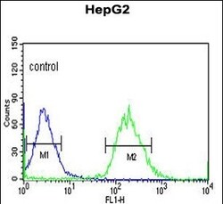 Invitrogen YME1L1 Polyclonal Antibody 400 &mu;L; Unconjugated:Antibodies,