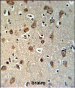 Invitrogen YME1L1 Polyclonal Antibody 400 &mu;L; Unconjugated:Antibodies,