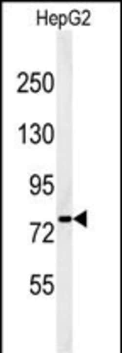 Invitrogen YME1L1 Polyclonal Antibody 400 &mu;L; Unconjugated:Antibodies,