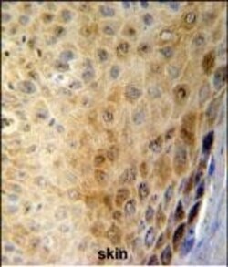Invitrogen GSDMA Polyclonal Antibody 400 &mu;L; Unconjugated:Antibodies,