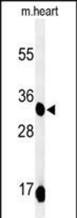 Invitrogen COQ9 Polyclonal Antibody 400 &mu;L; Unconjugated:Antibodies,
