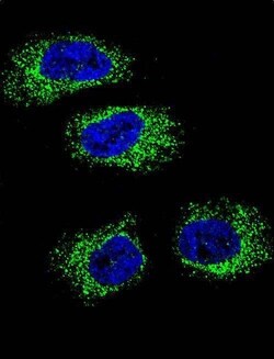 Invitrogen GRP94 Polyclonal Antibody 400 &mu;L; Unconjugated:Antibodies,