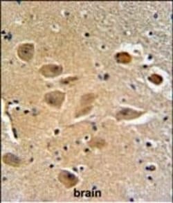 Invitrogen MICALL2 Polyclonal Antibody 400 &mu;L; Unconjugated:Antibodies,