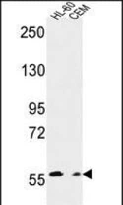 Invitrogen MICALL2 Polyclonal Antibody 400 &mu;L; Unconjugated:Antibodies,