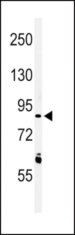 Invitrogen LRRN3 Polyclonal Antibody 400 &mu;L; Unconjugated:Antibodies,