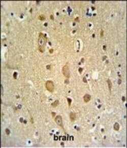 Invitrogen APITD1 Polyclonal Antibody 400 &mu;L; Unconjugated:Antibodies,