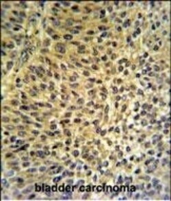 Invitrogen FUT6 Polyclonal Antibody 400 &mu;L; Unconjugated:Antibodies,