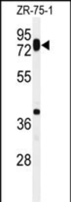 Invitrogen HAS1 Polyclonal Antibody 400 &mu;L; Unconjugated:Antibodies,