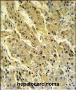 Invitrogen PSG7 Polyclonal Antibody 400 &mu;L; Unconjugated:Antibodies,