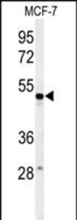 Invitrogen PSG7 Polyclonal Antibody 400 &mu;L; Unconjugated:Antibodies,