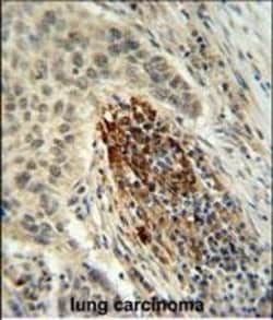 Invitrogen MFAP4 Polyclonal Antibody 400 &mu;L; Unconjugated:Anticuerpos