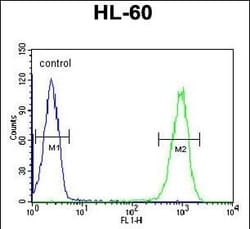 Invitrogen TMEM57 Polyclonal Antibody 400 &mu;L; Unconjugated:Antibodies,