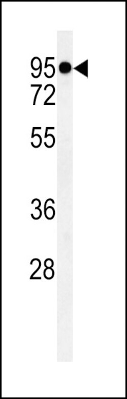 Invitrogen TMEM57 Polyclonal Antibody 400 &mu;L; Unconjugated:Antibodies,