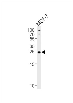 Invitrogen PTPLB Polyclonal Antibody 400 &mu;L; Unconjugated:Antibodies,