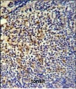 Invitrogen TPPP3 Polyclonal Antibody 400 &mu;L; Unconjugated:Antibodies,