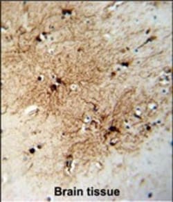 Invitrogen FABP7 Polyclonal Antibody 400 &mu;L; Unconjugated:Antibodies,