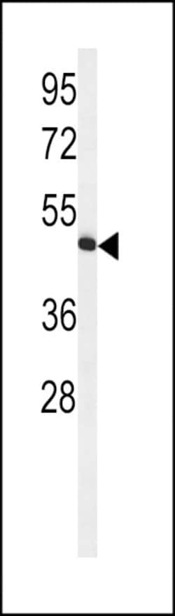 Invitrogen HVCN1 Polyclonal Antibody 400 &mu;L; Unconjugated:Antibodies,