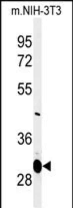 Invitrogen MAGT1 Polyclonal Antibody 400 &mu;L; Unconjugated:Antibodies,