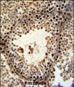 Invitrogen PHF13 Polyclonal Antibody 400 &mu;L; Unconjugated:Antibodies,