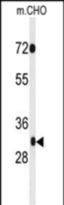Invitrogen PHF13 Polyclonal Antibody 400 &mu;L; Unconjugated:Antibodies,