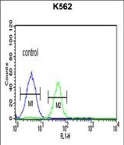 Invitrogen PSMAL Polyclonal Antibody 400 μL; Unconjugated:Antibodies,