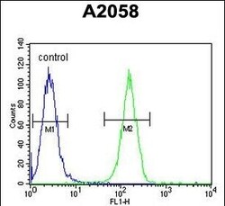 Invitrogen Ku70 Polyclonal Antibody 400 &mu;L; Unconjugated:Antibodies,