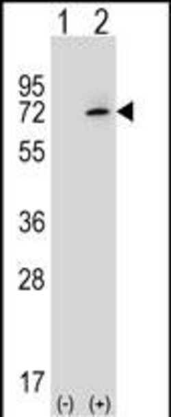 Invitrogen Ku70 Polyclonal Antibody 400 &mu;L; Unconjugated:Antibodies,