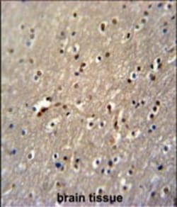 Invitrogen GLD2 Polyclonal Antibody 400 &mu;L; Unconjugated:Antibodies,