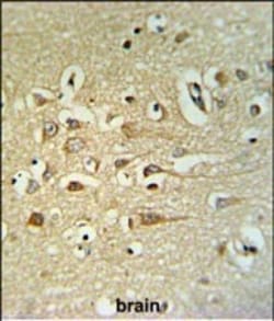Invitrogen STRIP2 Polyclonal Antibody 400 &mu;L; Unconjugated:Antibodies,